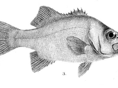 Lampfish