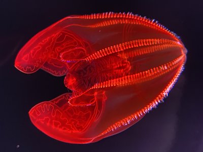 Lampocteis