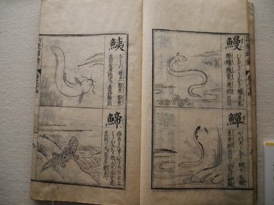 Lamprey Eel