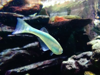 Lamprichthys