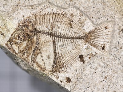 Lampriform