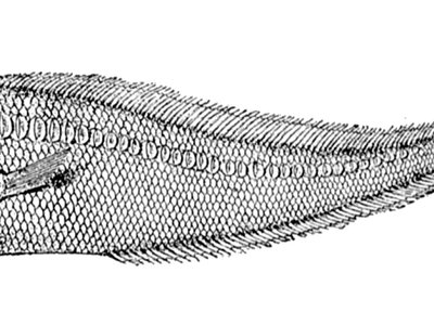 Lamprogrammus