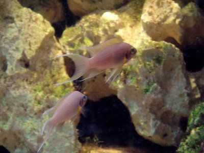 Lamprologus brichardi