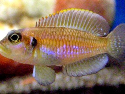 Lamprologus