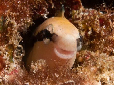 Lance Blenny