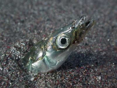 Lancefish