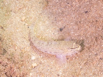 Land Goby