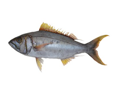 Lantana Snapper