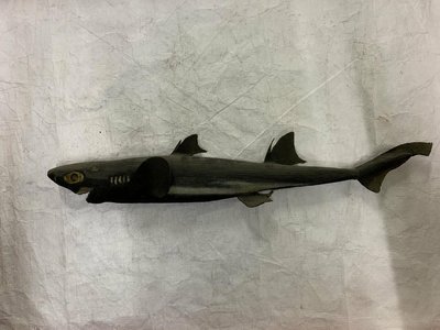 Lantern Shark