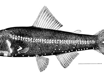 Lanternfish