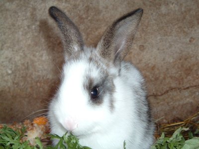 Lapin