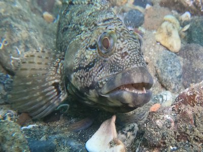 Largemouth Blenny