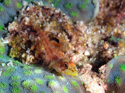 Largemouth Triplefin
