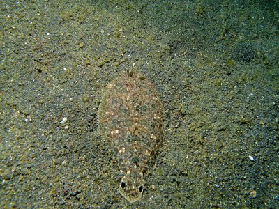 Largescale Flounder
