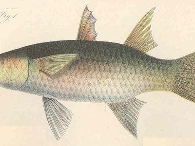 Largescale Mullet