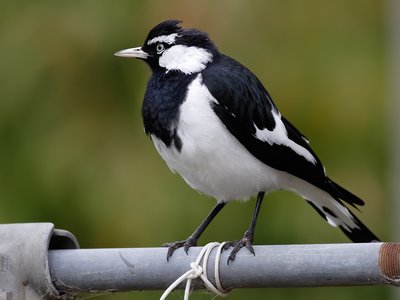 Lark Perch