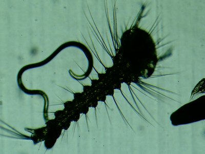 Larva of an eel