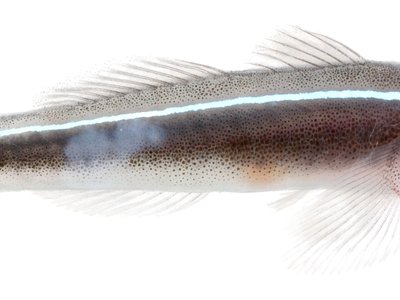 Larval Goby