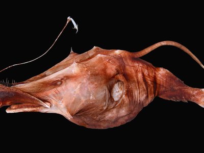 Lasiognathus