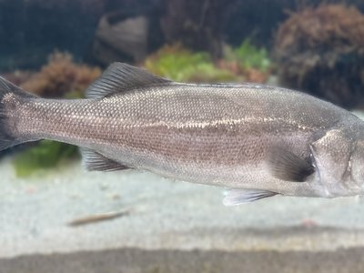 Lateolabrax japonicus
