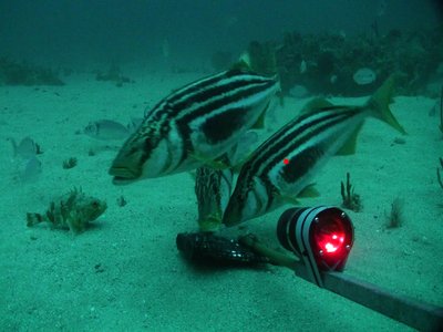 Latris lineata