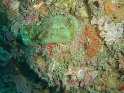 Latrunculia