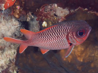 Lattice Soldierfish