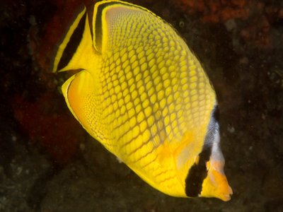 Latticed Butterflyfish