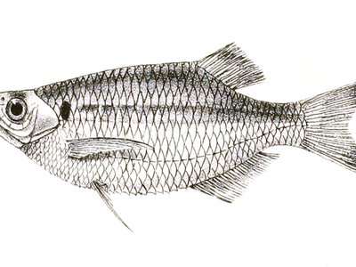Laubuka laubuca