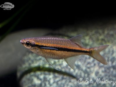 Laubuka