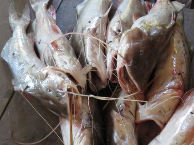 Laulao Catfish