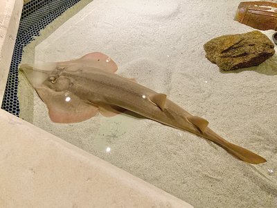 Lazy Shark