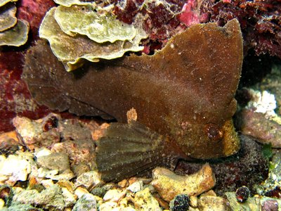 Leaf Fish