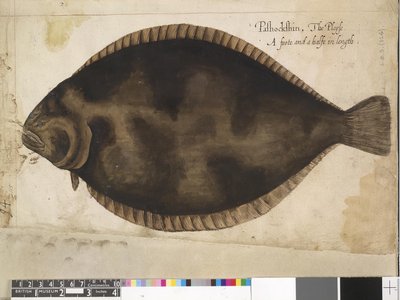 Leaf Flounder