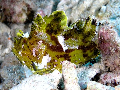 Leaf Scorpionfish