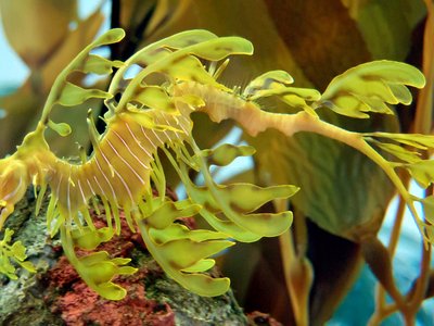 Leafy Seadragon
