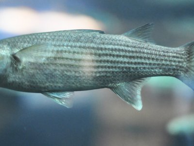 Leaping Mullet