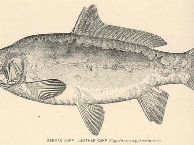 Leather Carp