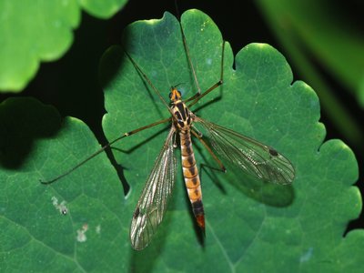 Leatherjacket