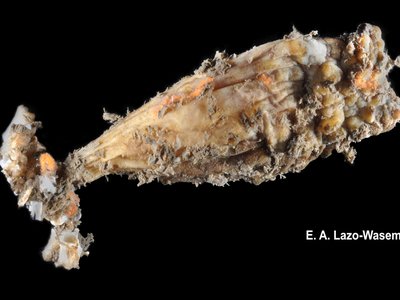 Leathery Sea Squirt