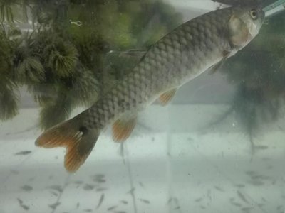 Lebiasina bimaculata