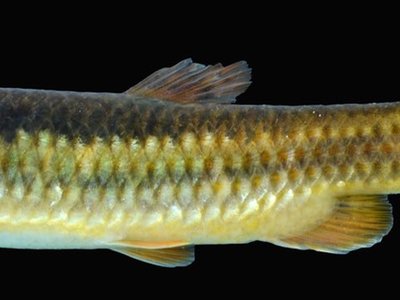 Lebiasina