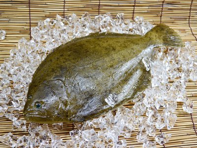 Lefteye Flounder