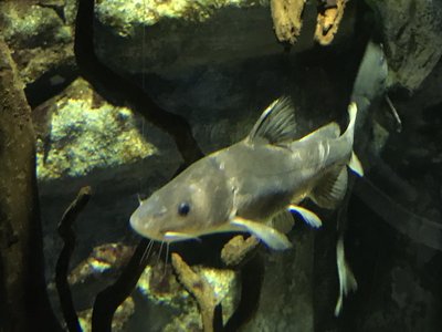 Leiocassis