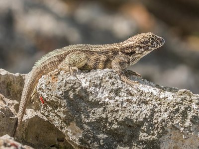 Leiocephalus