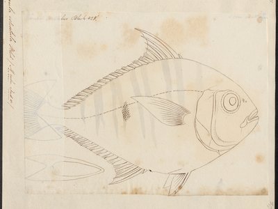 Leiognathus equulus