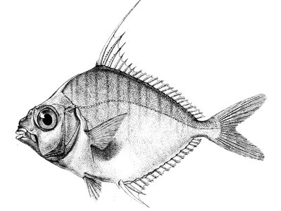 Leiognathus fasciatus
