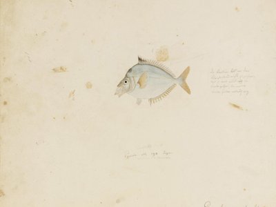 Leiognathus nuchalis