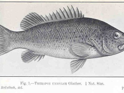 Leiopotherapon unicolor