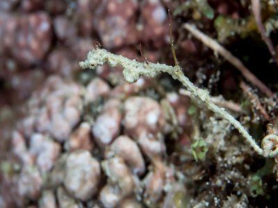 Lembeh Seadragon